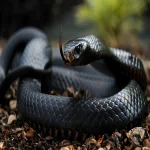 Animal Black Mamba PFP
