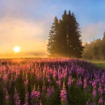  Misty Sunset over Flower Field