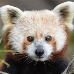 Animal red panda PFP