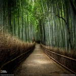 nature bamboo PFP