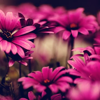 purple flower flower daisy spring nature PFP