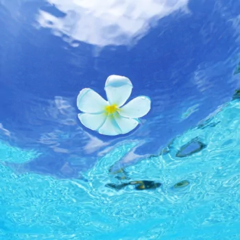 flower ocean tropics water nature PFP