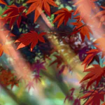 Your Name. Anime PFP