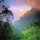 jungle