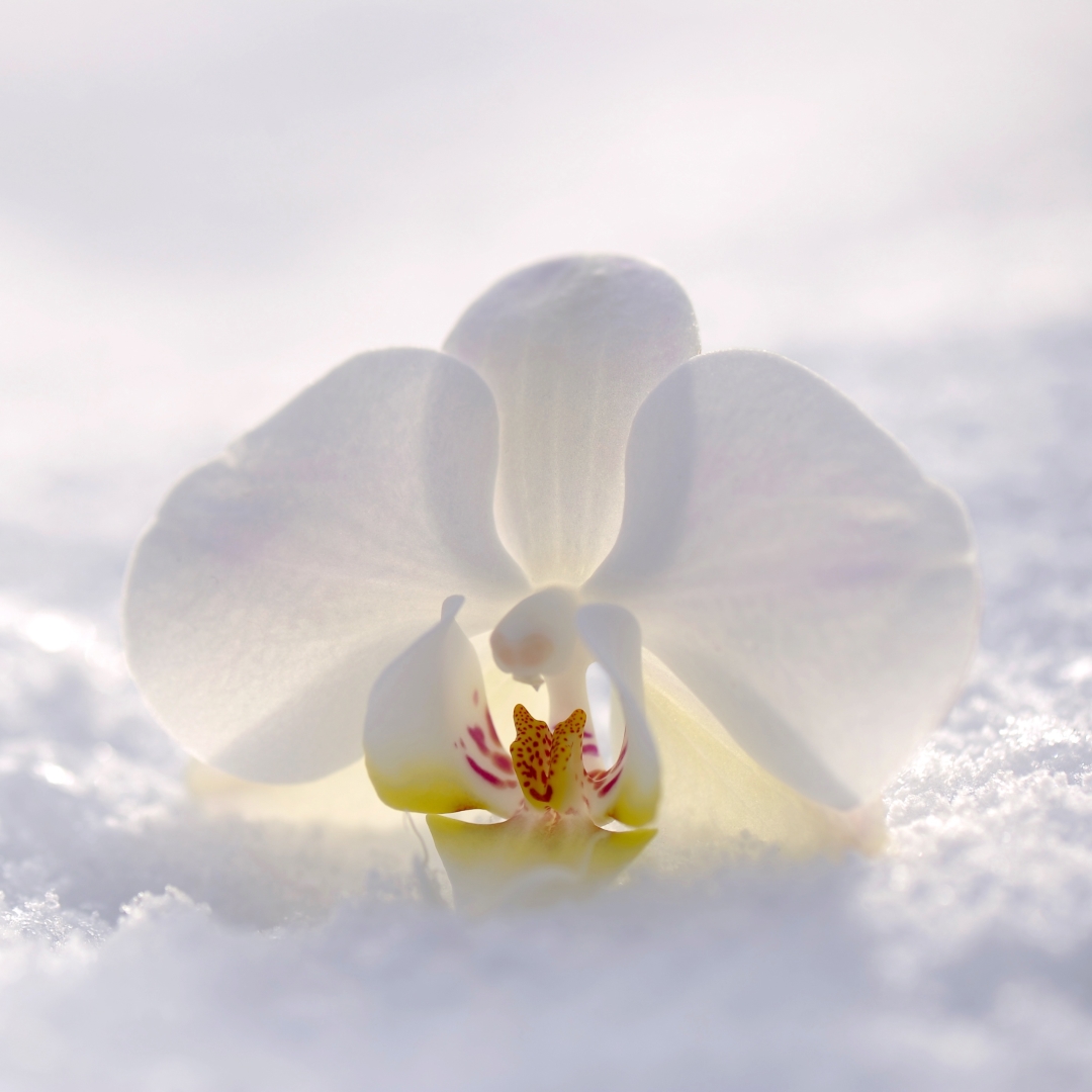White Orchid in the Snow by susannp4