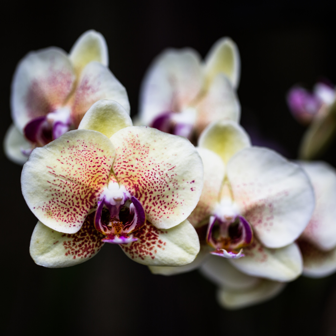 Orchid Pfp by Ben-ah
