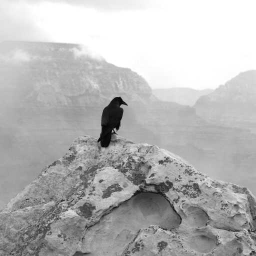 Raven on a Rock in the  Grand Canyon, America