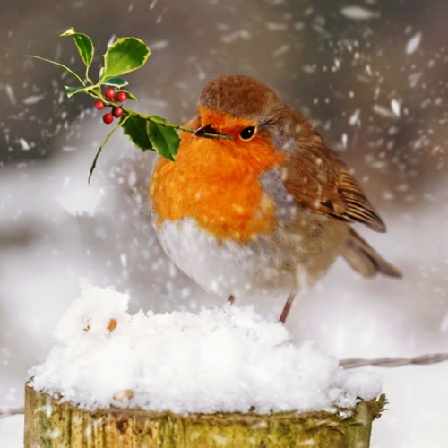Robin with Holly Branch in the Snow