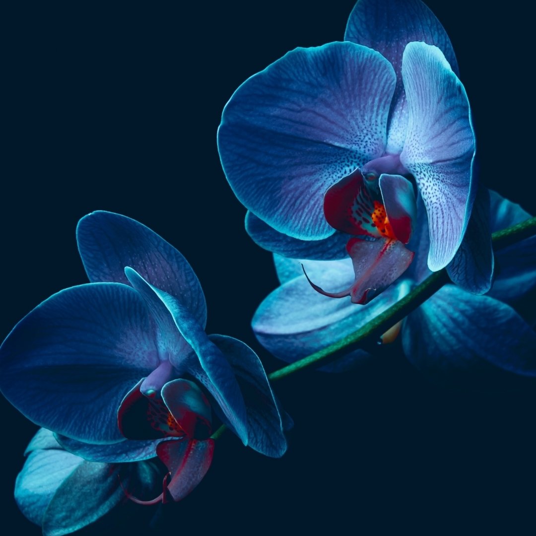 Orchid Forum Avatar | Profile Photo - ID: 161295 - Avatar Abyss