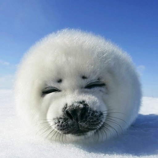 Download Animal Seal PFP