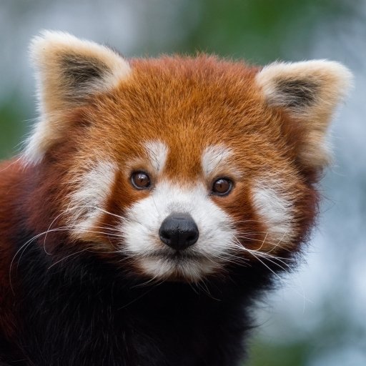 Download Red Panda Animal PFP