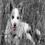 Download Animal Dog PFP