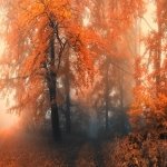 Download Nature Forest PFP