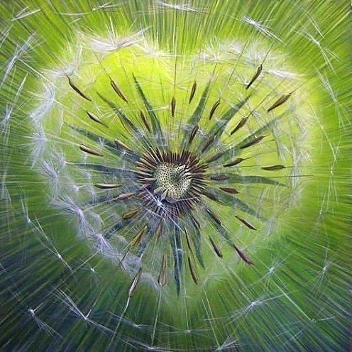 Download Nature Dandelion PFP