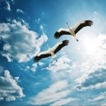 Download Animal Crane (bird) PFP