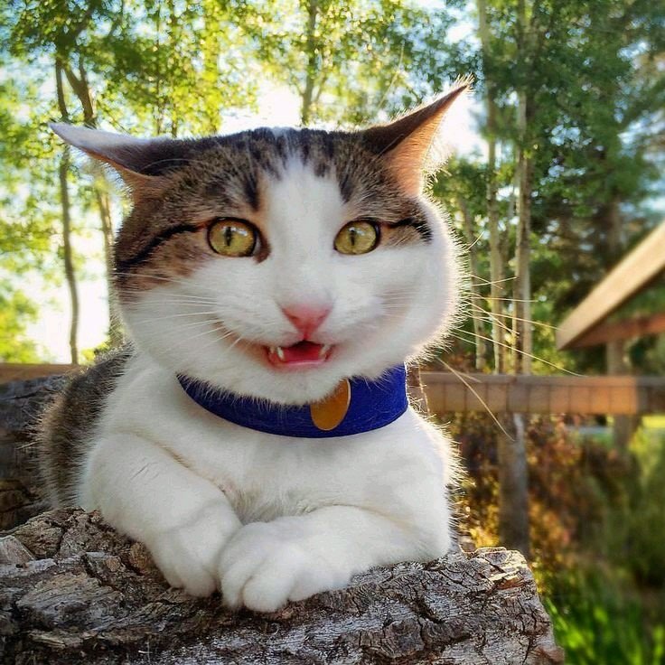 Download Animal Cat PFP