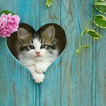 Download Animal Cat PFP