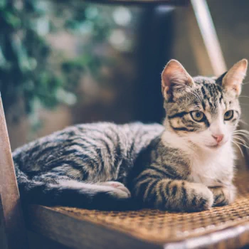 chair cat Animal PFP