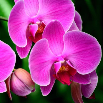 orchid flower pink flower macro nature PFP