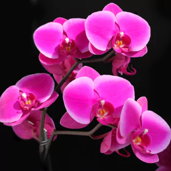 pink flower orchid nature PFP