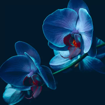 orchid nature PFP