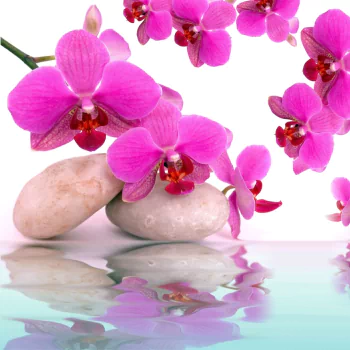  Pink Orchids