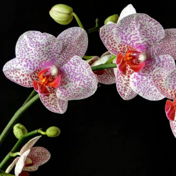  Spotted Orchids