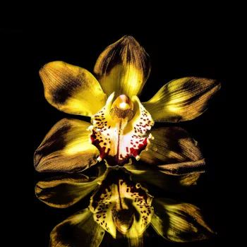  Orchid Reflection