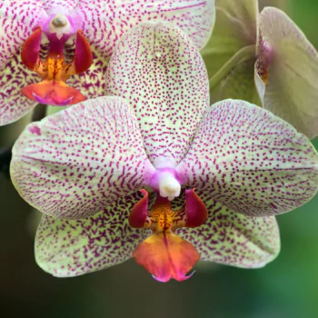 orchid nature PFP