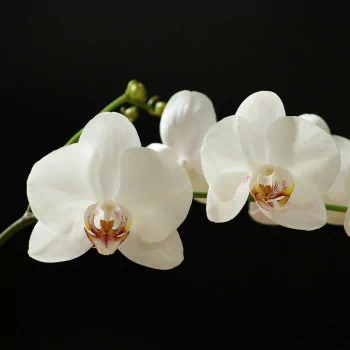 orchid nature PFP