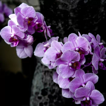 orchid flower nature purple flower PFP