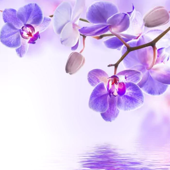 orchid nature PFP