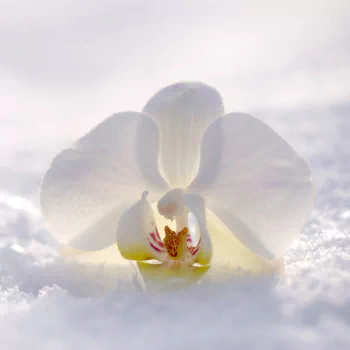  White Orchid in the Snow by susannp4