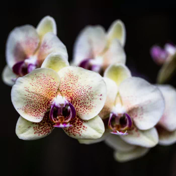 nature white flower flower orchid PFP
