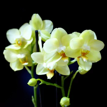 orchid nature PFP