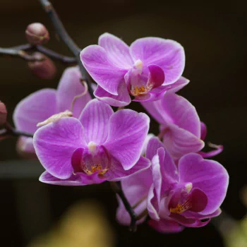 flower orchid nature PFP