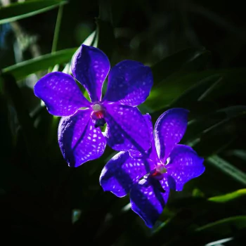 orchid nature PFP