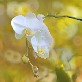 bokeh close-up white flower flower nature orchid PFP