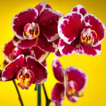 flower nature orchid PFP