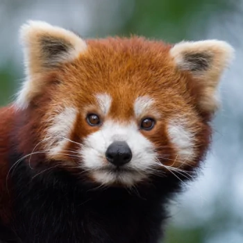 red panda Animal PFP