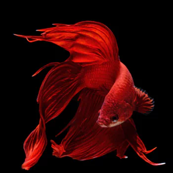 siamese fighting fish Animal betta PFP