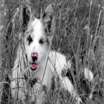Animal dog PFP