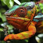 Animal chameleon PFP
