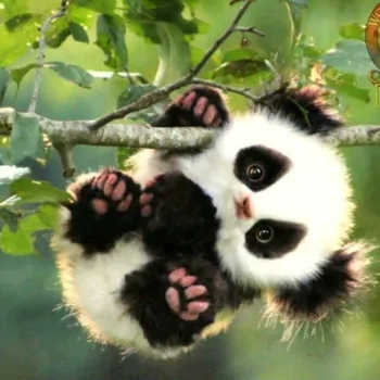 Animal panda PFP