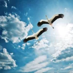 Animal Crane (bird) PFP