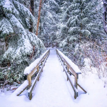  Bridge in Winter Forest