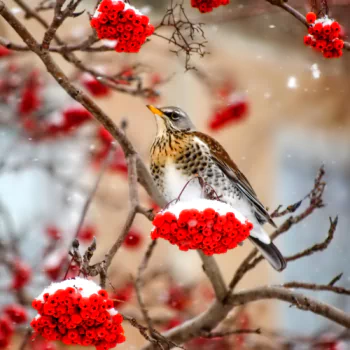  Fieldfare in Winter Berry Tree