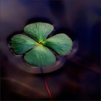 nature clover PFP