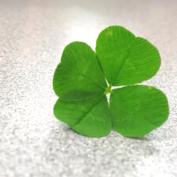 nature clover PFP