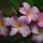 Frangipani